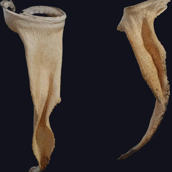 Dry Quiver Leaf