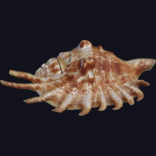 Lambis Shell