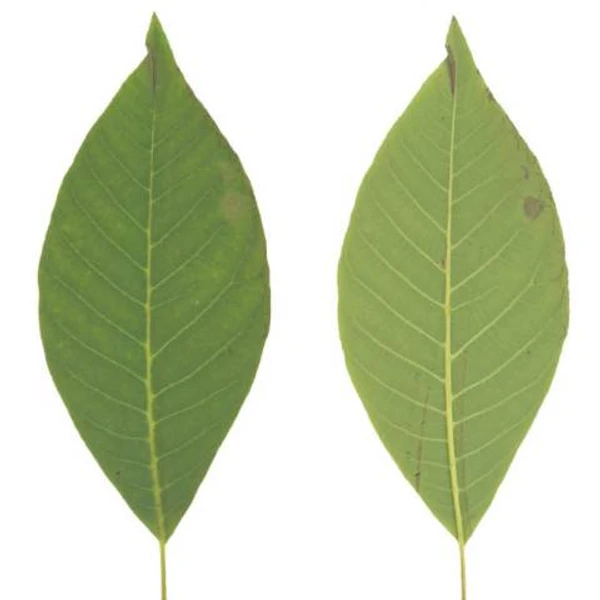Walnut Leaf 03