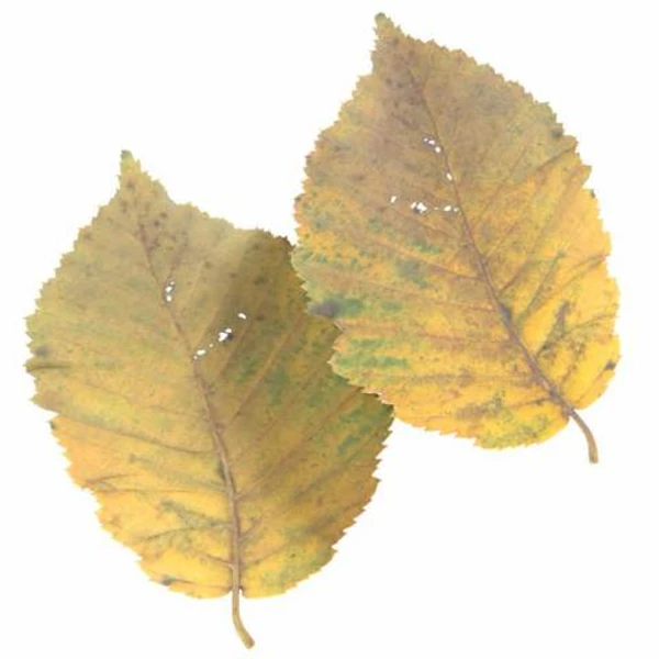 Autumn Leaf 23