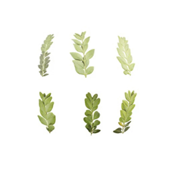 LeafSet 002