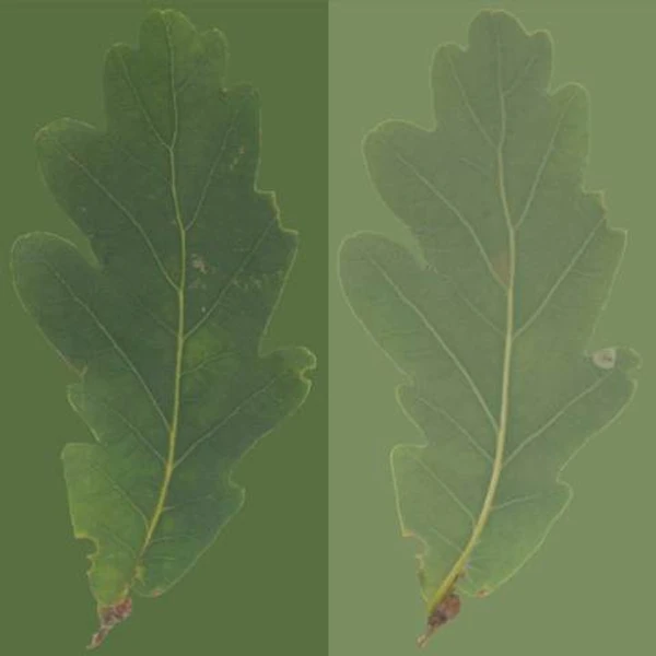 Oak Leaf 04