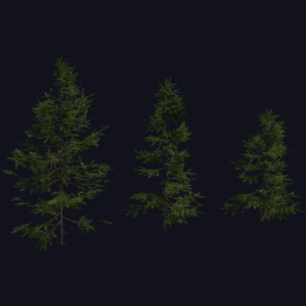 Fir Sapling Medium - 3D Models - 3D model - from Poly Haven