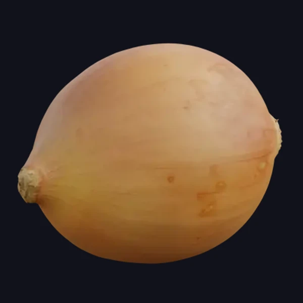 Onion 1 - 3D Models - 3D model - from Share Textures