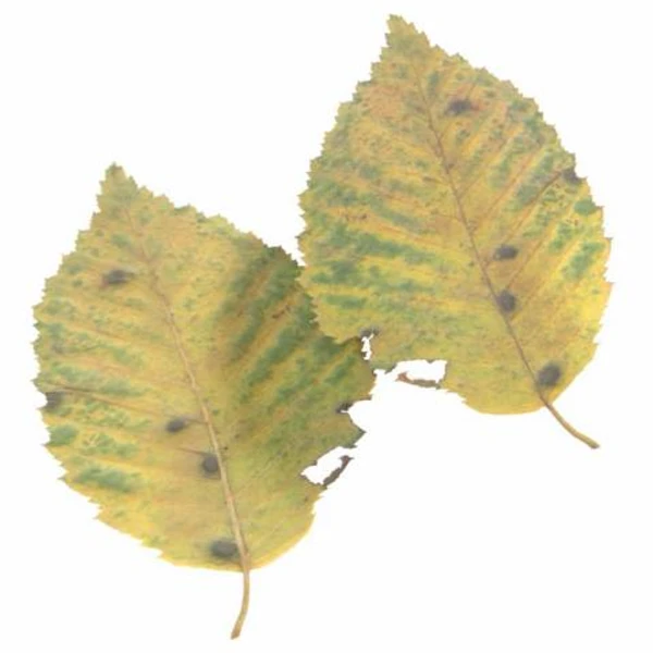 Autumn Leaf 21