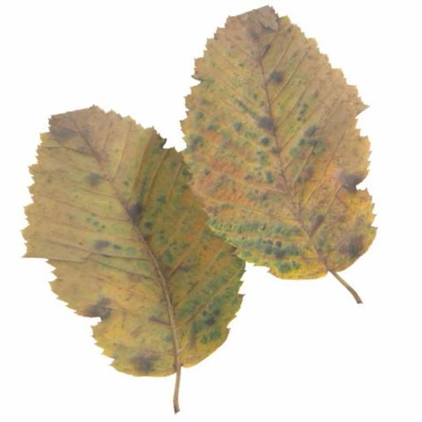 Autumn Leaf 06