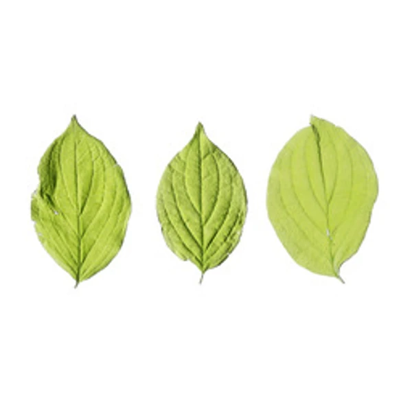 LeafSet 018 - Atlas - PBR texture - from ambientCG