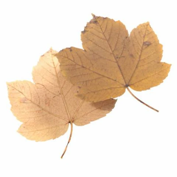 Autumn Leaf 25