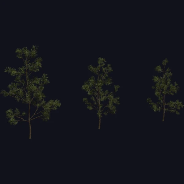 Pine Sapling Small