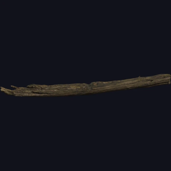 Dead Tree Trunk