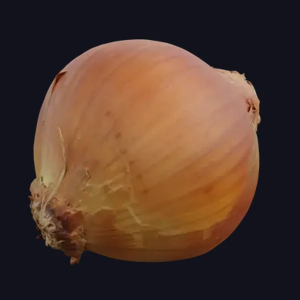 Onion 2 - 3D Models - 3D model - from Share Textures