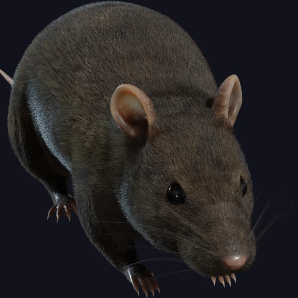 Street Rat - 3D Models - 3D model - from Poly Haven
