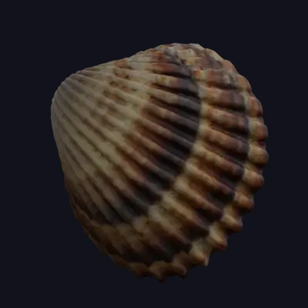 Seashell 1 - 3D Models - 3D model - from Share Textures