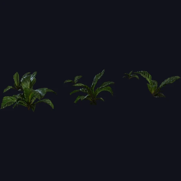 Anthurium Botany 01 - 3D Models - 3D model - from Poly Haven