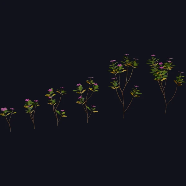 Periwinkle Plant - 3D Models - 3D model - from Poly Haven
