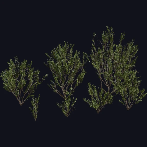 Searsia Lucida - 3D Models - 3D model - from Poly Haven