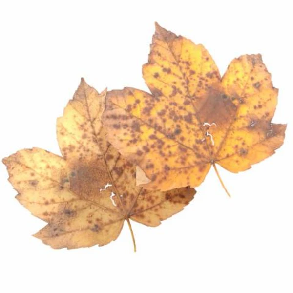 Autumn Leaf 27