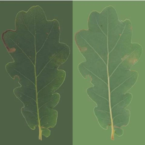 Oak Leaf 02