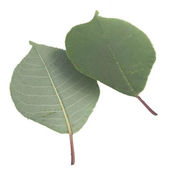 Green Leaf 07