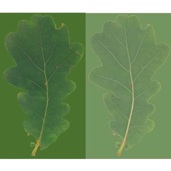 Oak Leaf 05
