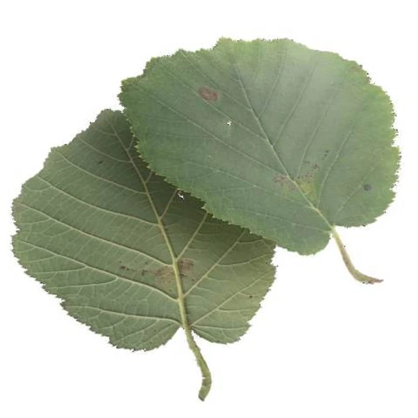 Green Leaf 04
