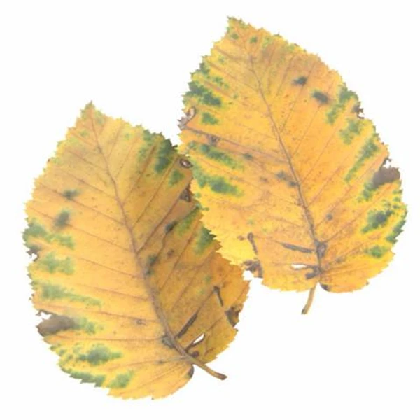 Autumn Leaf 13