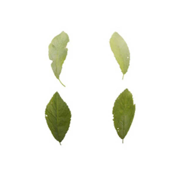LeafSet 003