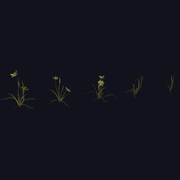 Flower Empodium - 3D Models - 3D model - from Poly Haven