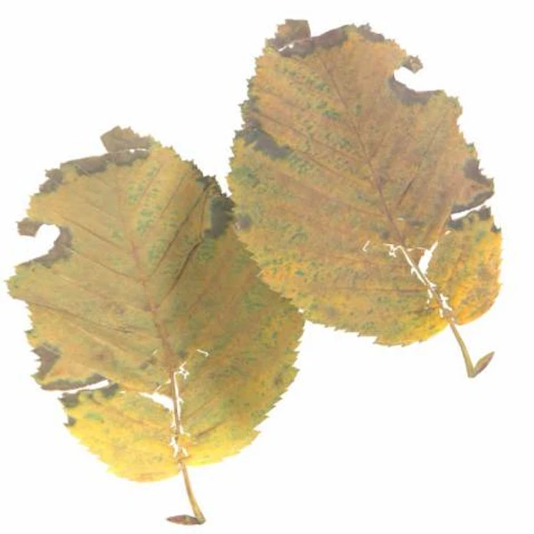 Autumn Leaf 10