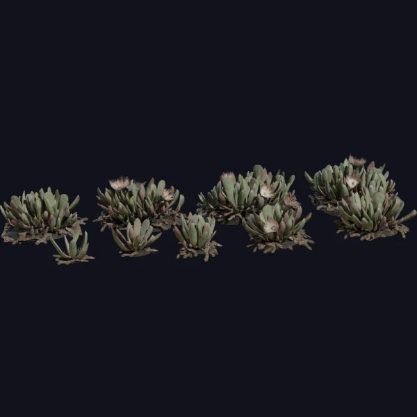 Cheiridopsis Succulent - 3D Models - 3D model - from Poly Haven
