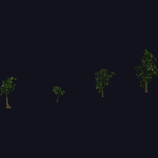 Pachira Aquatica 01 - 3D Models - 3D model - from Poly Haven