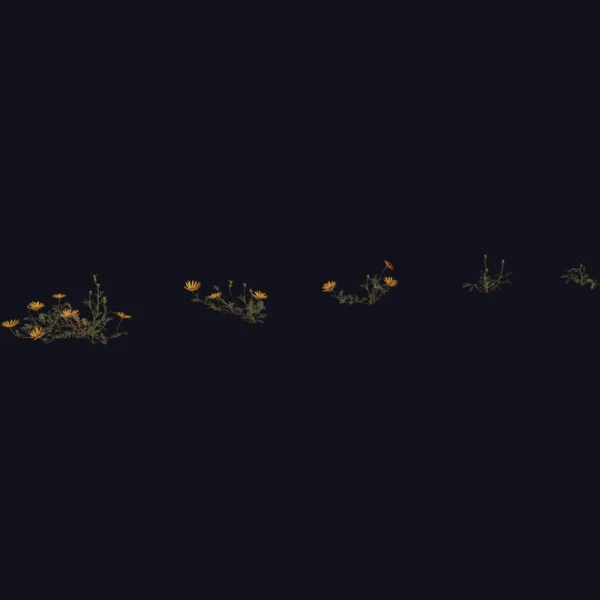 Flower Ursinia - 3D Models - 3D model - from Poly Haven