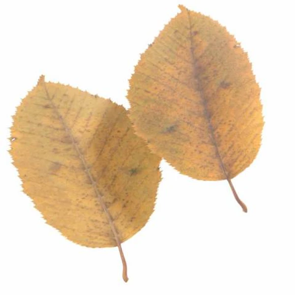 Autumn Leaf 17
