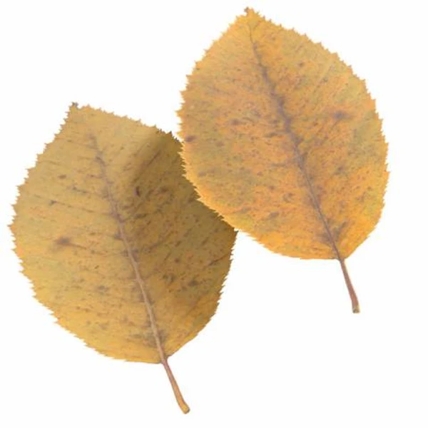 Autumn Leaf 09