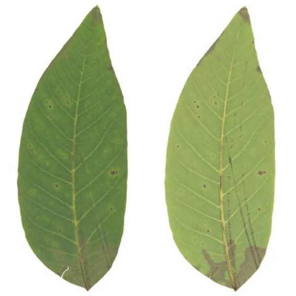 Walnut Leaf 04