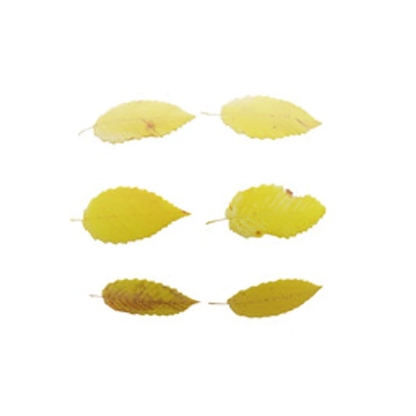 LeafSet 007