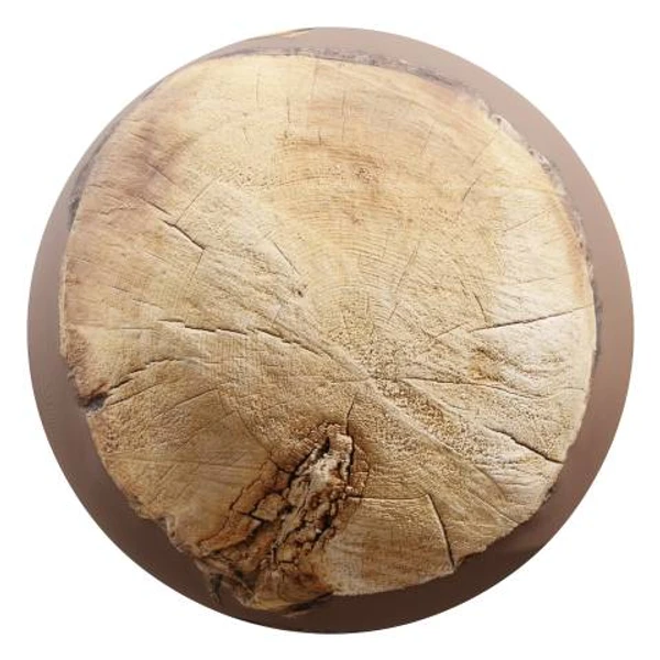 Tree Stump 04