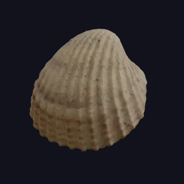 Seashell 2 - 3D Models - 3D model - from Share Textures