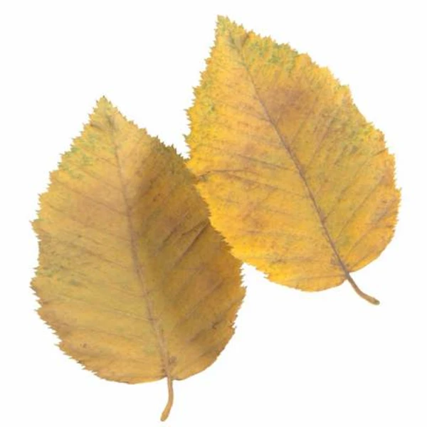 Autumn Leaf 08