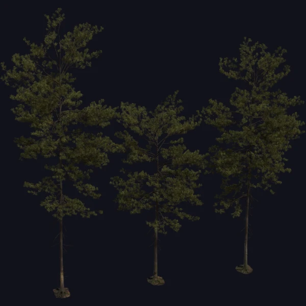 Pine Tree 01 - 3D Models - 3D model - from Poly Haven
