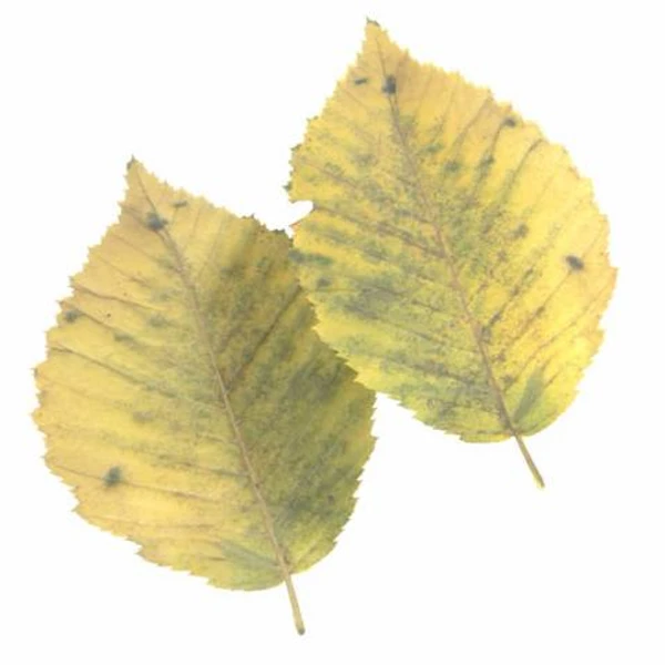 Autumn Leaf 15