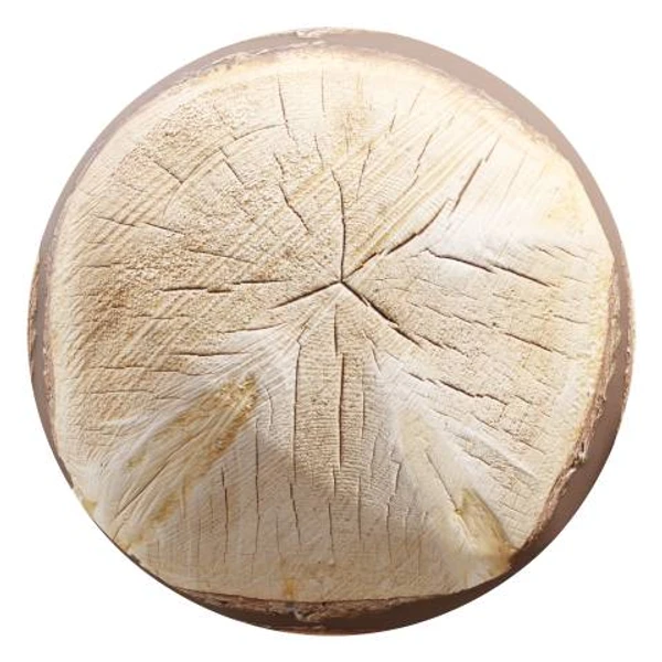 Tree Stump 03