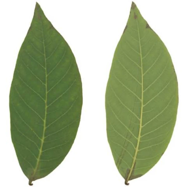 Walnut Leaf 01