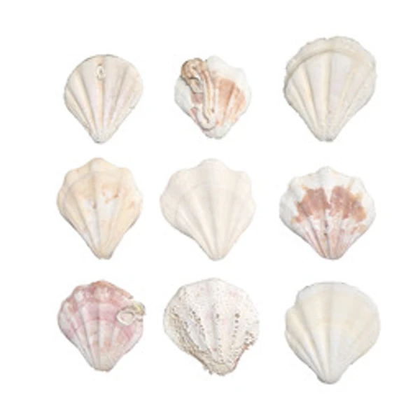 ShellSet 001