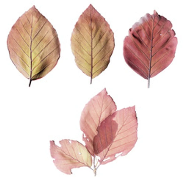 LeafSet 015 - Atlas - PBR texture - from ambientCG
