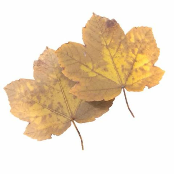 Autumn Leaf 26