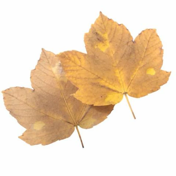 Autumn Leaf 30