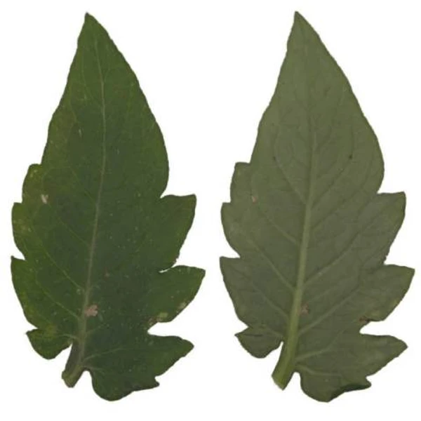Tomato Leaf 02