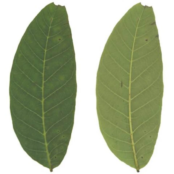 Walnut Leaf 02