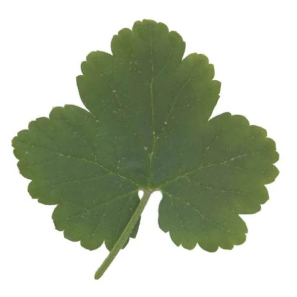 Redcurrant Leaf 02